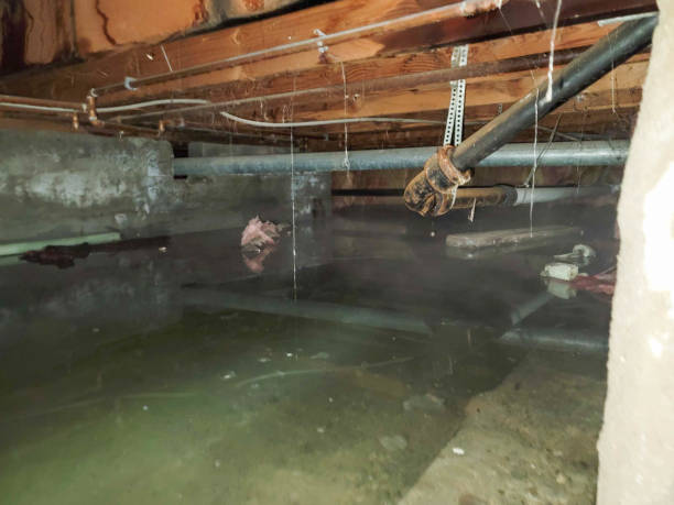 Best Flood restoration services  in Glenvar Heights, FL